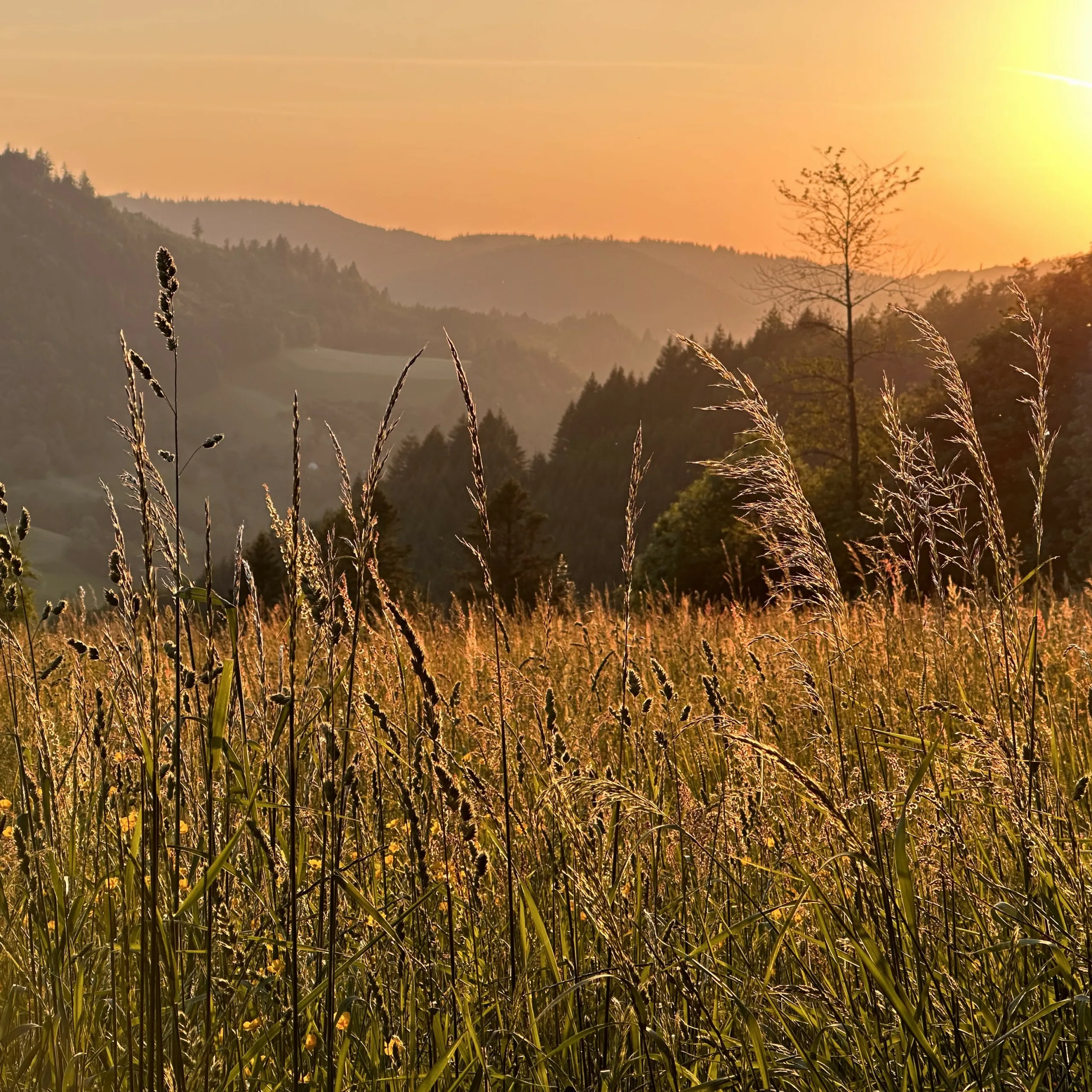 Meadow-scaled