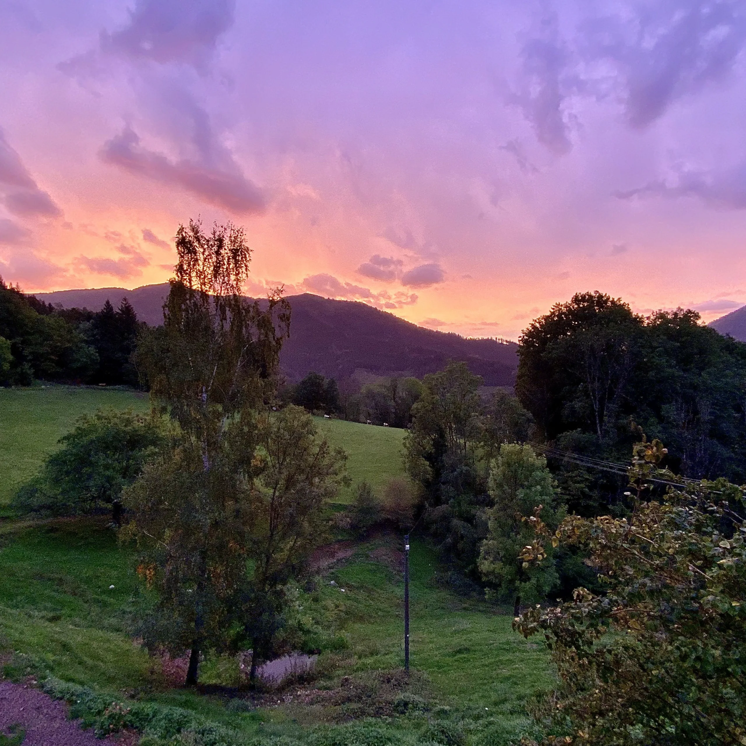 Sunrise-lilac-scaled