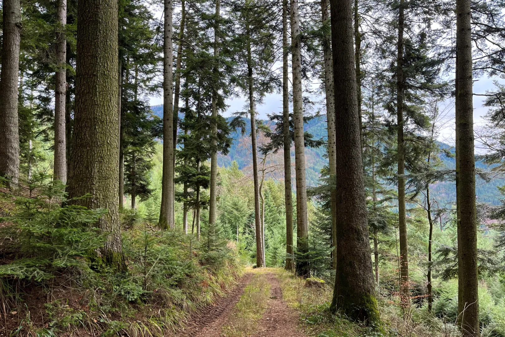 Trees-1620×1080